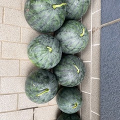 無農薬 スイカ🍉