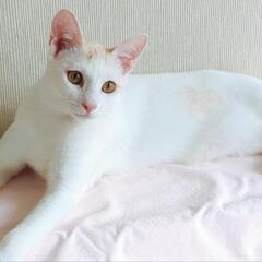 家族になってください！