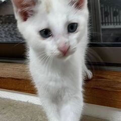 綺麗な目の男の子
