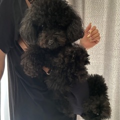 お値下げ♪
ペット用楽々おんぶ紐 の画像