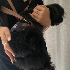 お値下げ♪
ペット用楽々おんぶ紐 の画像
