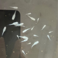メダカ　深海(ダルマ因子あり)
の画像