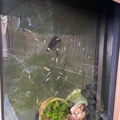 MIXメダカの画像