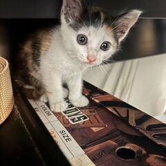元気なミケの女の子、保護猫ちゃんです