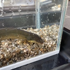 天然ウナギの画像