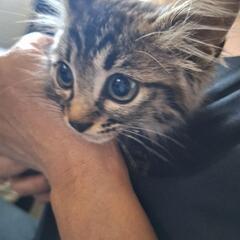 先日里親様がみつかった2.5ヶ月子猫の兄妹です。 - 里親募集