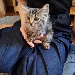 先日里親様がみつかった2.5ヶ月子猫の兄妹です。 - 前橋市