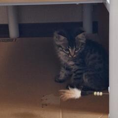 先日里親様がみつかった2.5ヶ月子猫の兄妹です。 − 群馬県