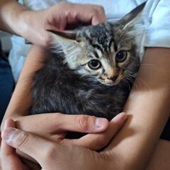 先日里親様がみつかった2.5ヶ月子猫の兄妹です。 - 猫