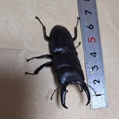 日本産天然物ヒラタクワガタ♂の画像