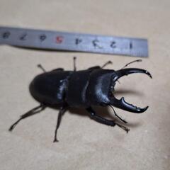 日本産天然物ヒラタクワガタ♂の画像