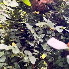 🐝蜂🐝駆除お受けします🙋