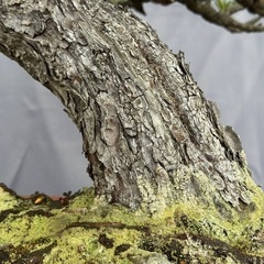 五葉松　Japanese White Pineの画像