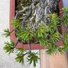 五葉松　Japanese White Pineの画像