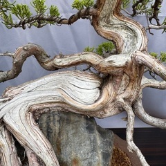 石付き糸魚川真柏　shinpaku Juniperus chinensisの画像