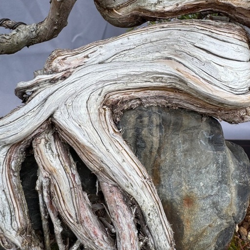 石付き糸魚川真柏　shinpaku Juniperus chinensis 1e78fe960d763bf379491fbf04a06e