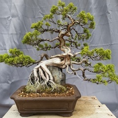 石付き糸魚川真柏　shinpaku Juniperus chin...