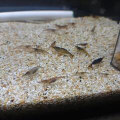 016.ミナミヌマエビ　 50匹300円100匹500円。10ミリ〜30ミリくらい(説明文は最後まで熟読の事）#メダカ#水槽#コケ取り#金魚#熱帯魚#メバル釣り#ブツエビ#ブッシープレコ#キンペコ#コリドラス#ビオトープ#タンクメイトの画像