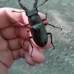 クワガタ