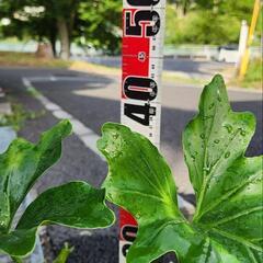 フィロデンドロン　セロームの画像