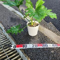 フィロデンドロン　セローム