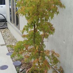 紅葉の画像