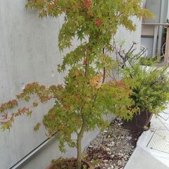 紅葉の画像