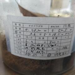 奈良輪川西オオクワガタ 新成虫 ♂単品④の画像