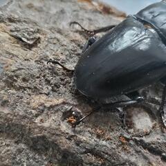 奈良輪川西オオクワガタ 新成虫 ♂単品④の画像