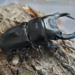 奈良輪川西オオクワガタ 新成虫 ♂単品④の画像