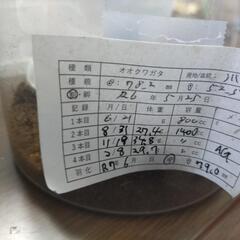 奈良輪川西オオクワガタ 新成虫 ♂単品⑤の画像