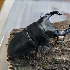 奈良輪川西オオクワガタ 新成虫 ♂単品⑤の画像