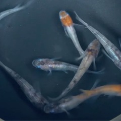 #48 雲州三色メダカ　8匹¥1,000の画像