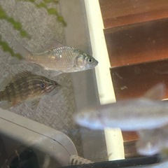 川魚、オヤニラミ、ウグイ、カワムツ、ドンコ、フナの画像