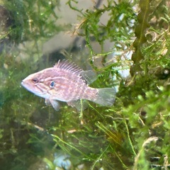 川魚、オヤニラミ、ウグイ、カワムツ、ドンコ、フナの画像
