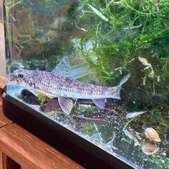 川魚、オヤニラミ、ウグイ、カワムツ、ドンコ、フナの画像