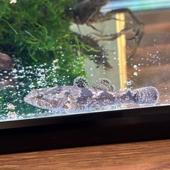 川魚、オヤニラミ、ウグイ、カワムツ、ドンコ、フナの画像