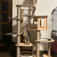 【8月末まで】木製キャットタワーの画像