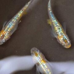 ②ユリシスメ若魚15匹ダカの画像