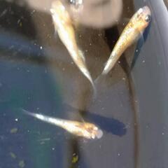 ②ユリシスメ若魚15匹ダカの画像