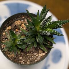 十二の巻(多肉植物)②の画像