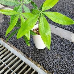 パキラの画像