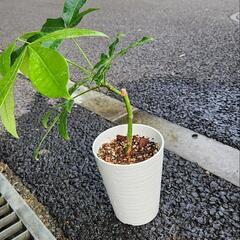パキラの画像