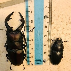 ☆new☆WDノコギリクワガタ♂♀【4匹ペア飼育セット付】水牛型...