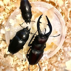 ☆new☆WDノコギリクワガタ♂♀【4匹ペア飼育セット付】水牛型60mm↑大きめ♂2匹クワガタ虫カブト虫の画像