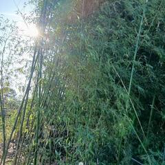 竹、唐竹あげますの画像