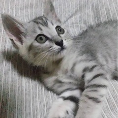 サバ白くん仔猫　2ヶ月❣️