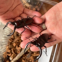 【8月5日まで】ノコギリクワガタ　カブトムシ