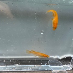 紅帝メダカの画像