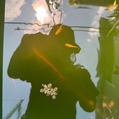 紅帝メダカの画像